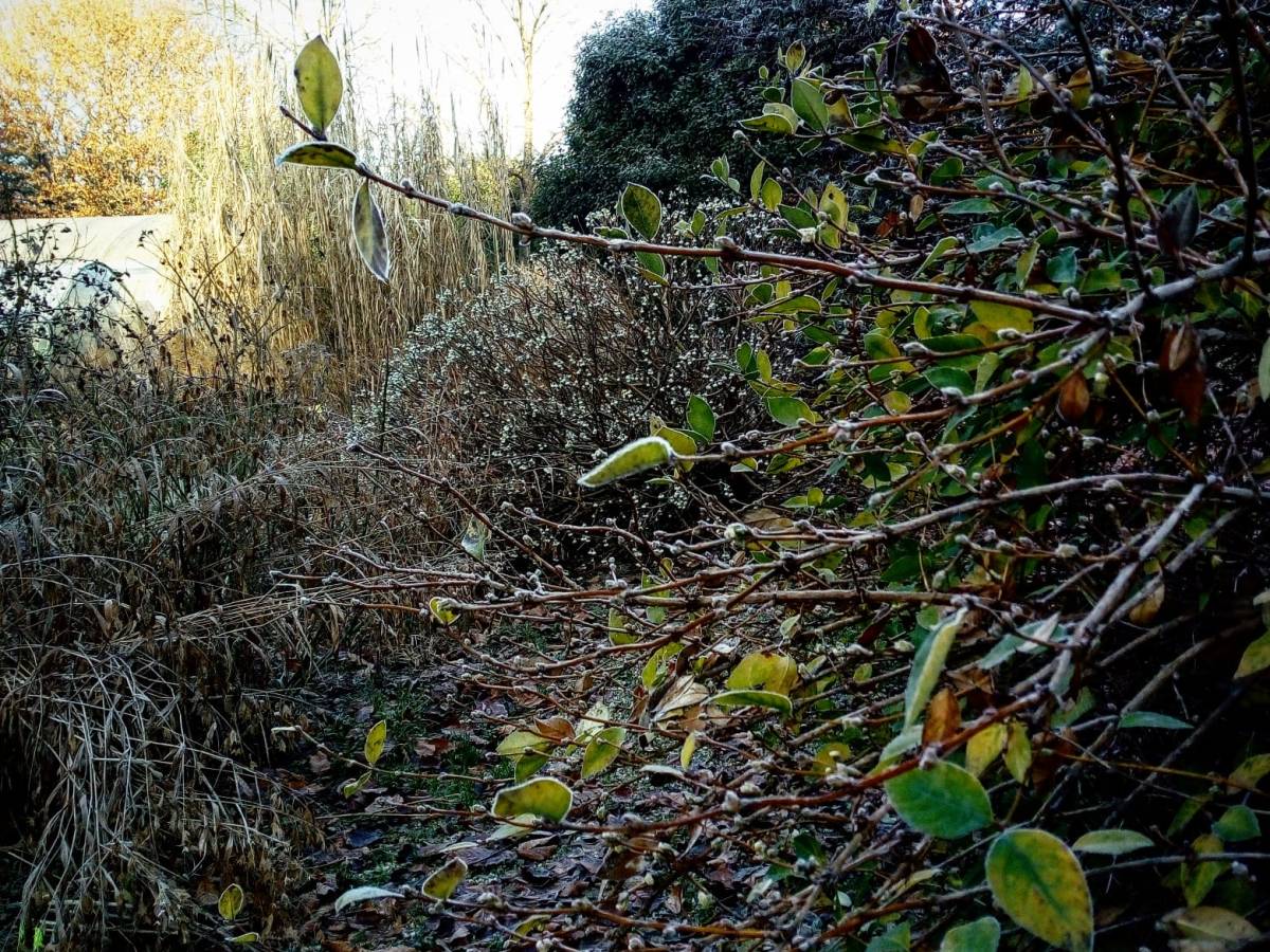 Fioriture e profumi anche durante&nbsp;l’inverno